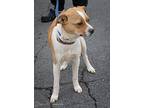 Buddy, Jack Russell Terrier For Adoption In Loudonville, New York