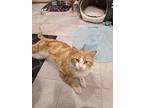 Cheddar Biscuit, Domestic Shorthair For Adoption In Granite Falls