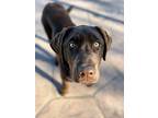 Kailani, Labrador Retriever For Adoption In Evergreen, Colorado