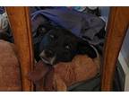 Damsel, Labrador Retriever For Adoption In Evergreen, Colorado