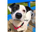 Luigi, Jack Russell Terrier For Adoption In Tomball, Texas