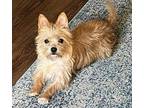 Daisy, Norwich Terrier For Adoption In Fremont, California