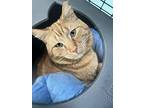 Bassoon, Domestic Shorthair For Adoption In Cleveland, Ohio