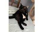 Mr. Biscuits, Domestic Shorthair For Adoption In Hampton, Virginia