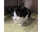 Jimmy B, American Shorthair For Adoption In Philadelphia, Pennsylvania