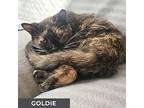 Goldie, Domestic Shorthair For Adoption In Toronto, Ontario