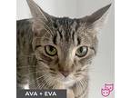 Ava (bonded With Eva), Domestic Shorthair For Adoption In Toronto, Ontario