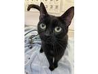 Suzetta, Domestic Shorthair For Adoption In Greater Napanee, Ontario