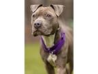 Floydd, American Staffordshire Terrier For Adoption In Raleigh, North Carolina