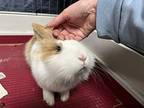 Gwendolyn, Lionhead For Adoption In Westford, Massachusetts