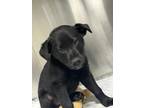Romeo, Labrador Retriever For Adoption In Abbeville, South Carolina
