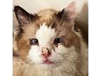 Stevie Wondercat, Ragdoll For Adoption In New Braunfels, Texas