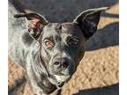 Luna Lemon, Terrier (unknown Type, Medium) For Adoption In Anniston, Alabama