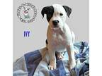 Litter Of 5: Ivy, American Staffordshire Terrier For Adoption In Omaha, Nebraska
