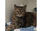 Bella, Domestic Shorthair For Adoption In Erin, Ontario