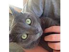 Smokey, Domestic Shorthair For Adoption In St. Johnsbury, Vermont