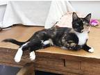 Fawn, Domestic Shorthair For Adoption In St. Johnsbury, Vermont