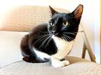 Oreo - Tuxedo Girl!, Domestic Shorthair For Adoption In Boulder, Colorado