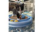 Flower, Domestic Shorthair For Adoption In Clinton, South Carolina