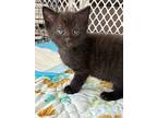 Patch, Domestic Shorthair For Adoption In Clinton, South Carolina