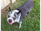 Piglet, Boston Terrier For Adoption In Huntington Beach, California