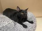 Anchovy, Domestic Shorthair For Adoption In Parlier, California