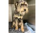 Vs I-4, Terrier (unknown Type, Medium) For Adoption In Pomona, California