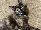 Lovey, Domestic Shorthair For Adoption In Milpitas, California