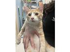Squid, Domestic Shorthair For Adoption In Oakland, New Jersey