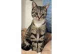 Marsha, American Shorthair For Adoption In Napa, California