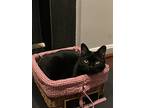 Maddie (& Sylvester) Bonded, Domestic Shorthair For Adoption In Herndon