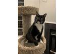 Sylvester (& Maddie) Bonded, Domestic Shorthair For Adoption In Herndon
