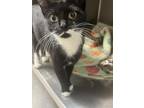 Jetta, Domestic Shorthair For Adoption In Madison, New Jersey