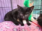 Jo, Domestic Shorthair For Adoption In Sebastian, Florida