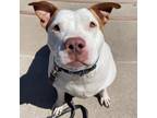 Missy, American Pit Bull Terrier For Adoption In San Francisco, California