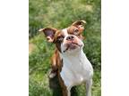Sprocket, Boston Terrier For Adoption In Phila, Pennsylvania