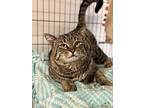 Lemon, Domestic Shorthair For Adoption In Moscow, Idaho