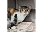 Bumblebee, Domestic Shorthair For Adoption In Richmond, Virginia