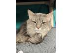 Banksy, Domestic Longhair For Adoption In Richmond, Virginia