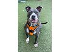 Maizee, American Pit Bull Terrier For Adoption In Twinsburg, Ohio
