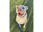 Shiloh, American Pit Bull Terrier For Adoption In Twinsburg, Ohio