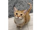 Archie, Domestic Shorthair For Adoption In Rockville, Maryland