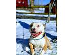 Millie, American Pit Bull Terrier For Adoption In Cherry Valley, New York