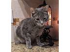 Kent Washington, Domestic Shorthair For Adoption In Chandler, Arizona