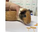 Phineas And Ferb, Guinea Pig For Adoption In Philadelphia, Pennsylvania