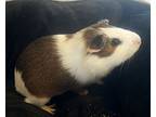 Clover, Guinea Pig For Adoption In Philadelphia, Pennsylvania