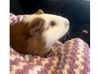 Macchiato, Guinea Pig For Adoption In Philadelphia, Pennsylvania