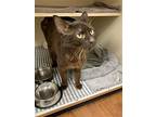 Gnicky Gnocchi, Domestic Shorthair For Adoption In Philadelphia, Pennsylvania