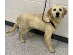 Ranunculus, Golden Retriever For Adoption In Caldwell, Idaho