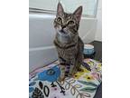 Martha, Domestic Shorthair For Adoption In West Richland, Washington